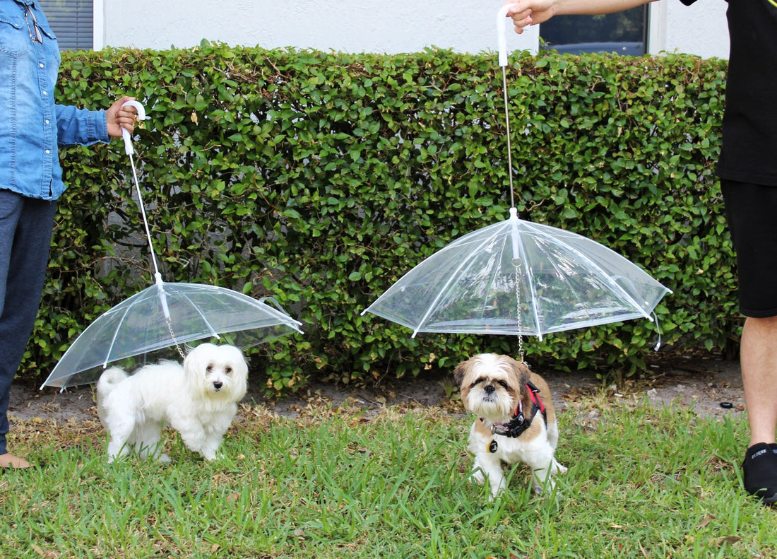 Transparent Outdoor Dog or Puppy Umbrella with Chain Leash