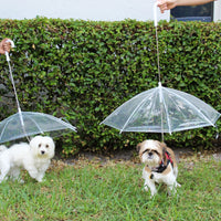 Transparent Outdoor Dog or Puppy Umbrella with Chain Leash