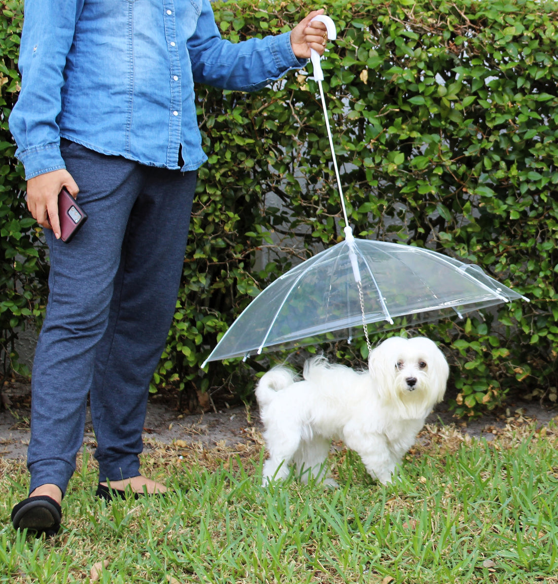 Transparent Outdoor Dog or Puppy Umbrella with Chain Leash