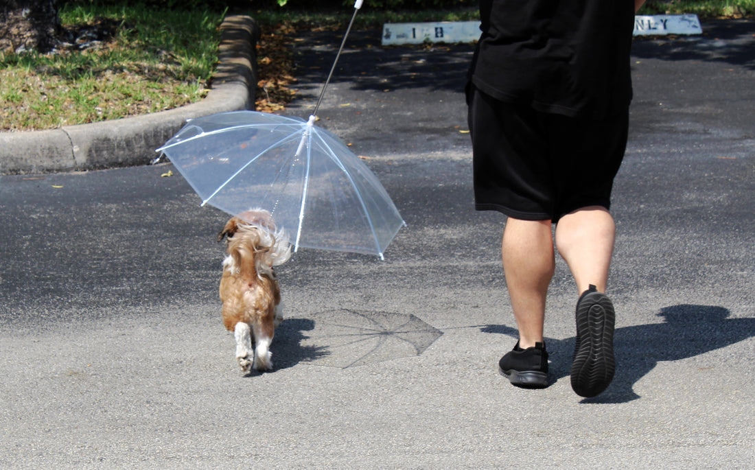 Transparent Outdoor Dog or Puppy Umbrella with Chain Leash