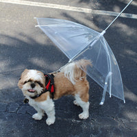 Transparent Outdoor Dog or Puppy Umbrella with Chain Leash