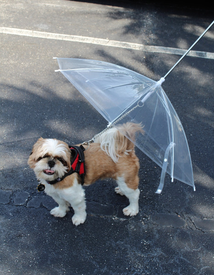 Transparent Outdoor Dog or Puppy Umbrella with Chain Leash