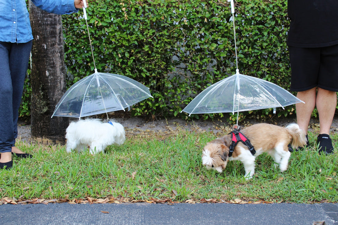 Transparent Outdoor Dog or Puppy Umbrella with Chain Leash